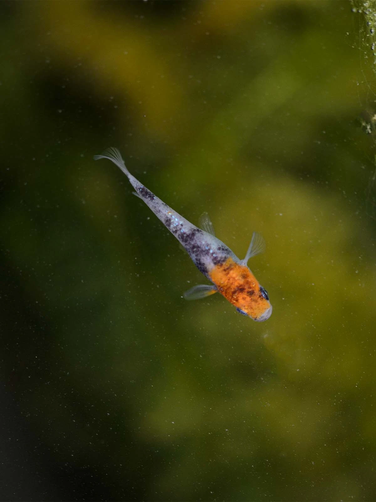 Foto di Tricolor Lamé (Sanshoku Lame - 三色ラメ)