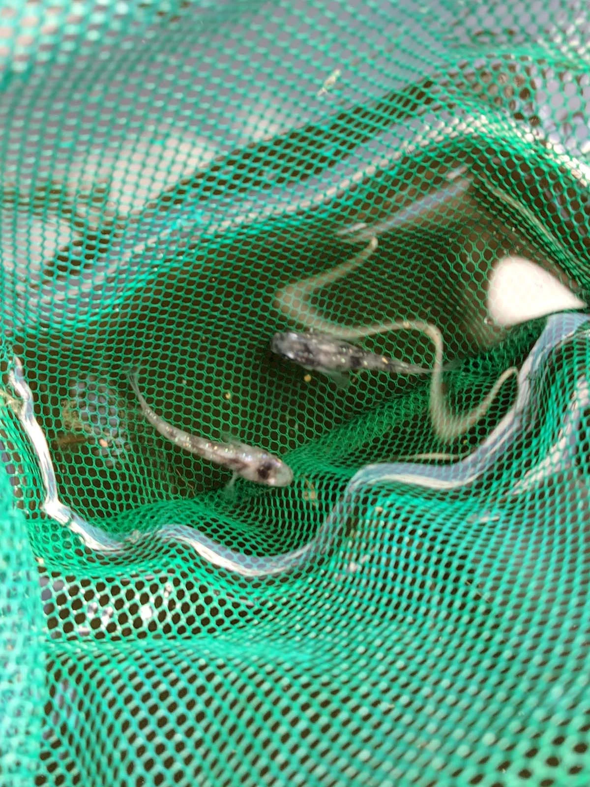 Foto di White Tiger Lamé