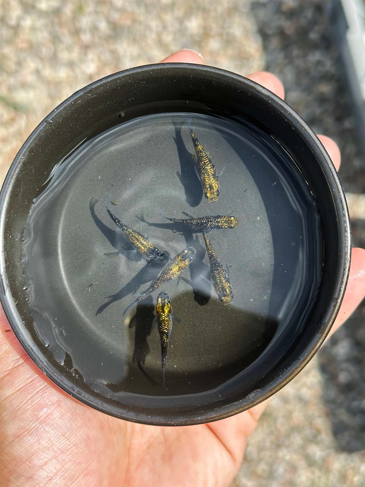 Foto di Yozakura Gold (Night Cherry Blossom Gold - 夜桜ゴールド)