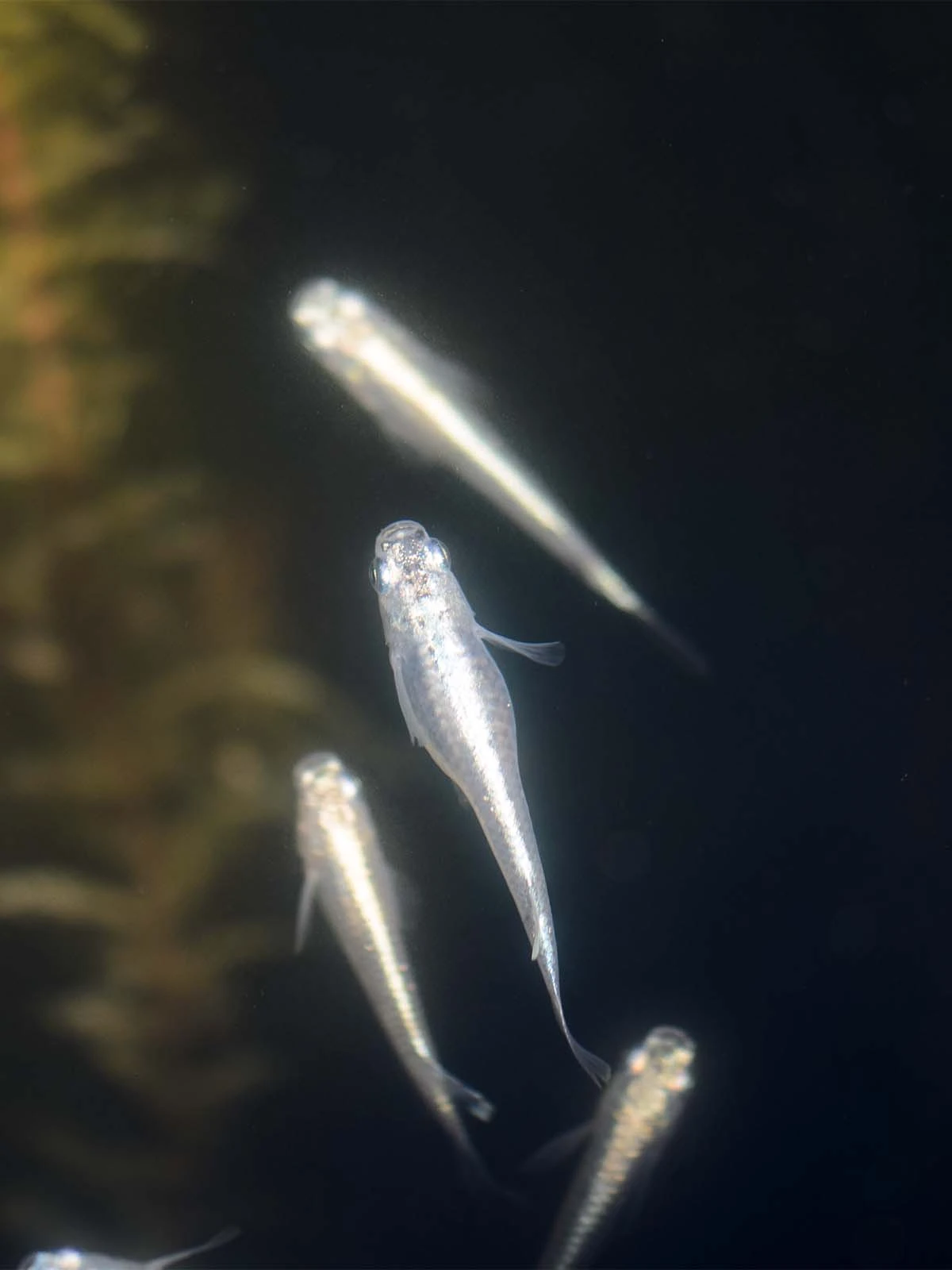 Foto di White Miyuki