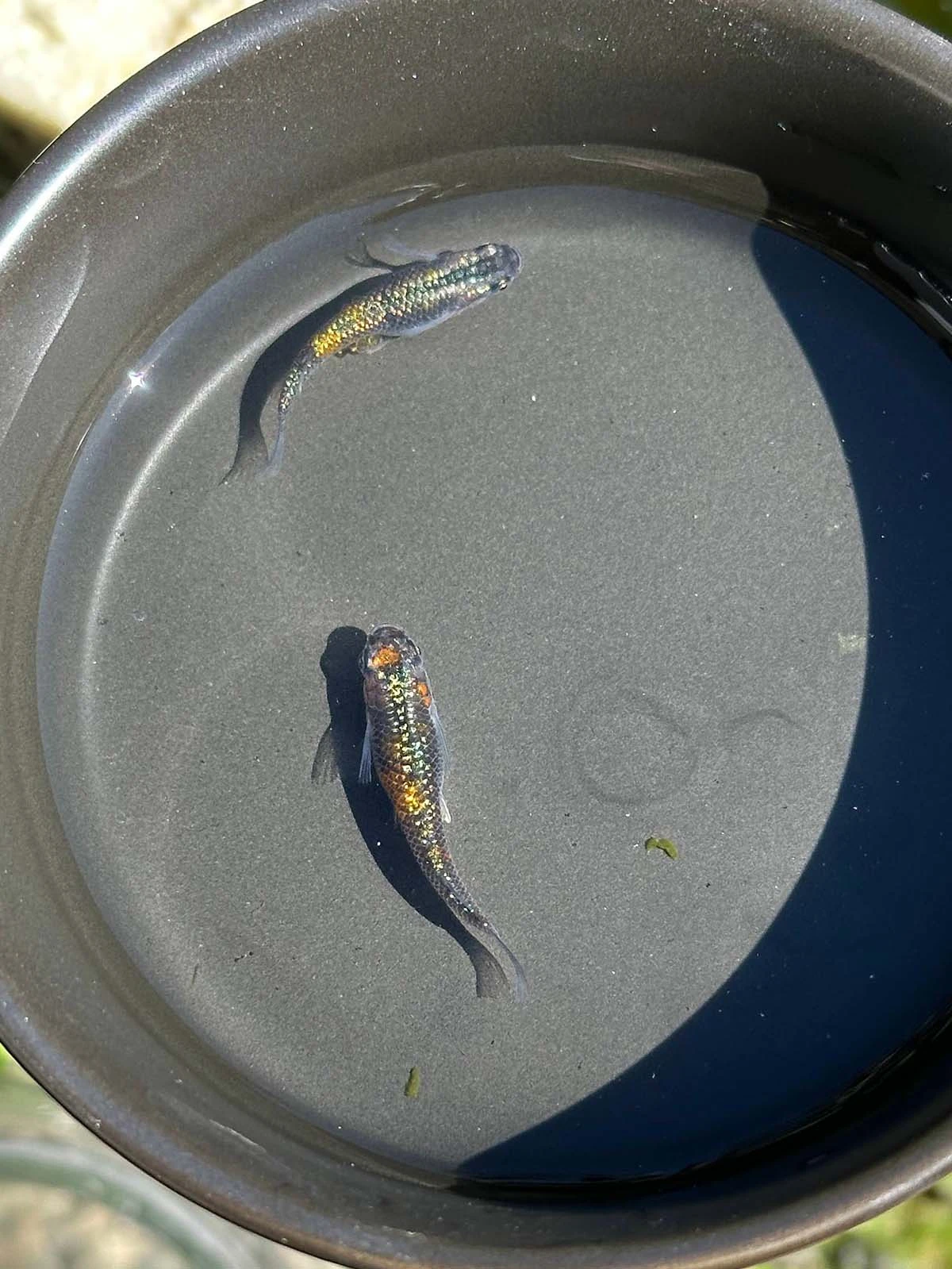 Foto di Ulysses Cobalt (Ulysses - ユリシス)