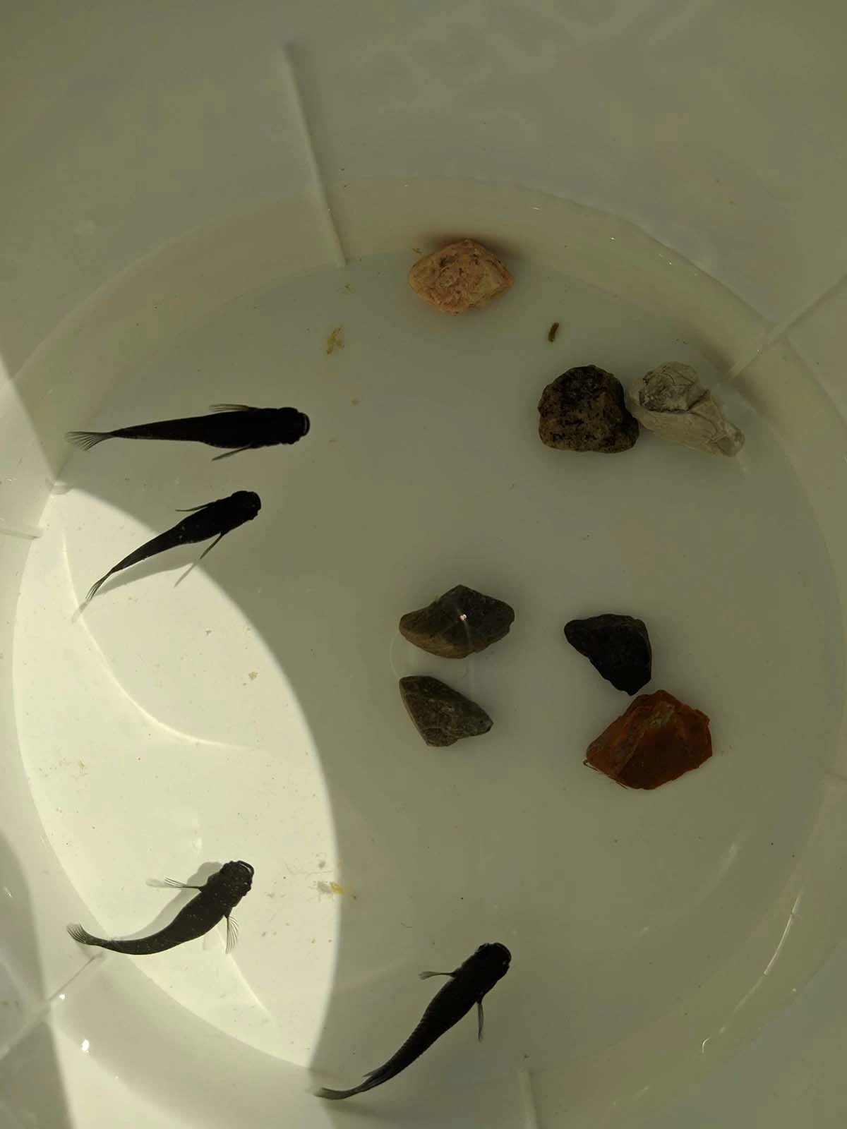 Foto di Orochi (Orocchi - オロチ)