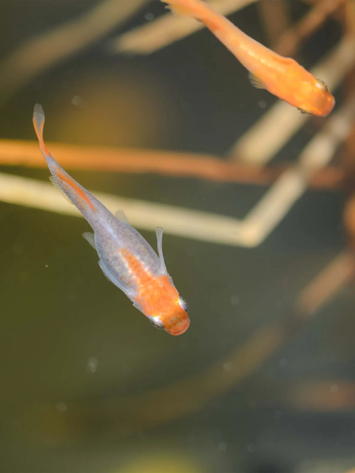Foto di Platinum Botan (Pink Peony - プラチナ牡丹)