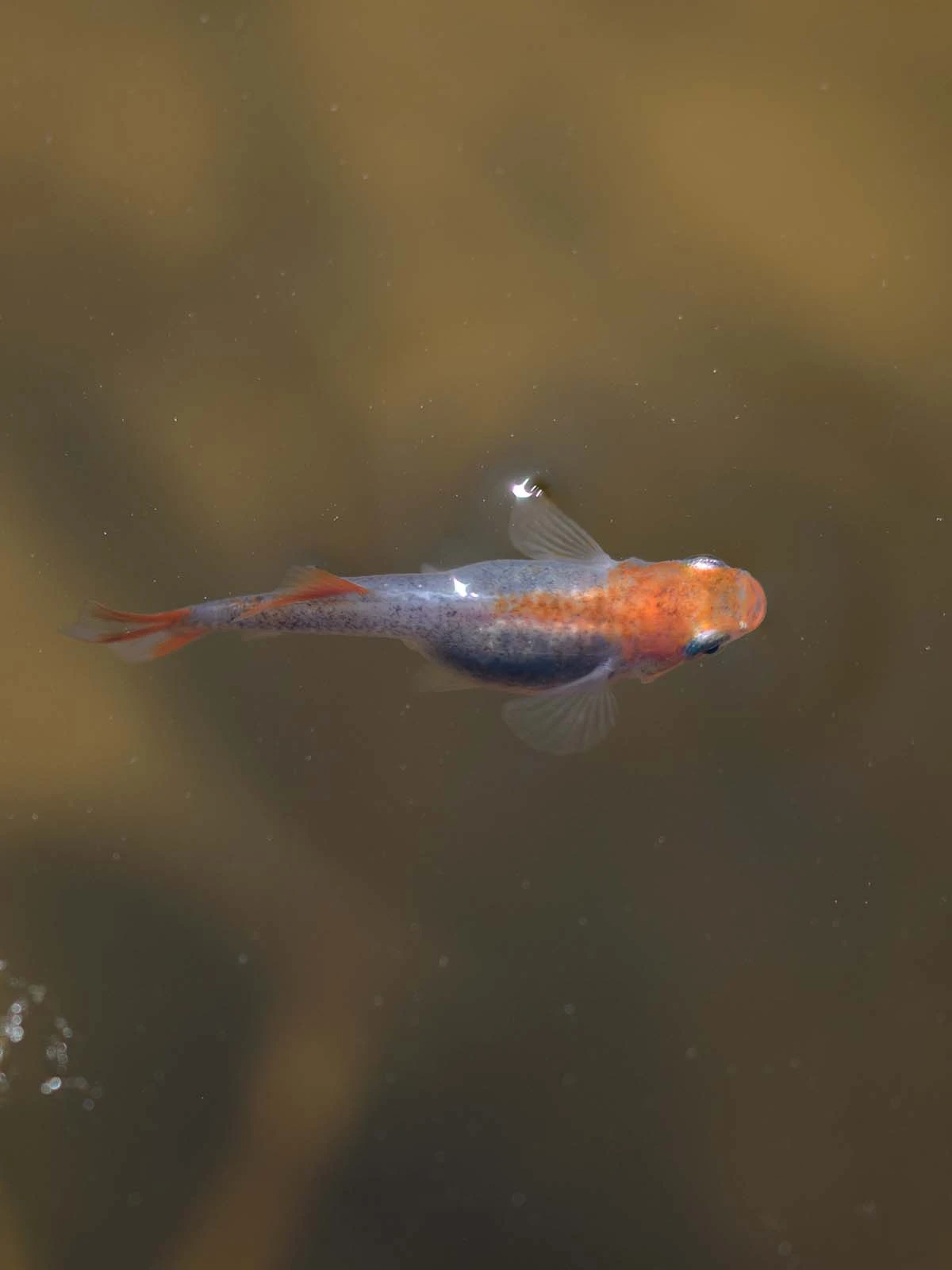 Foto di Platinum Botan (Pink Peony - プラチナ牡丹)