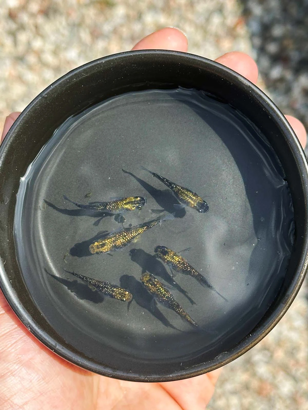 Foto di Yozakura Gold (Night Cherry Blossom Gold - 夜桜ゴールド)