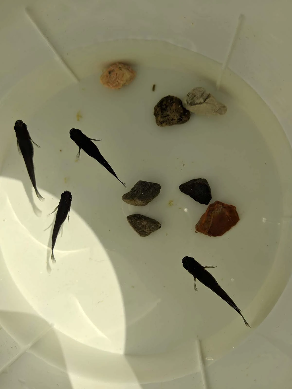 Foto di Orochi (Orocchi - オロチ)