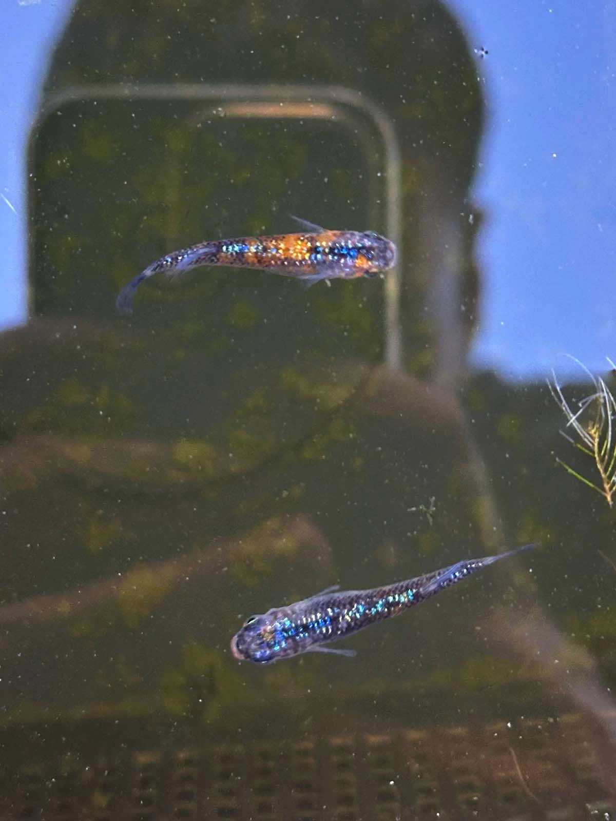 Foto di Ulysses Cobalt (Ulysses - ユリシス)