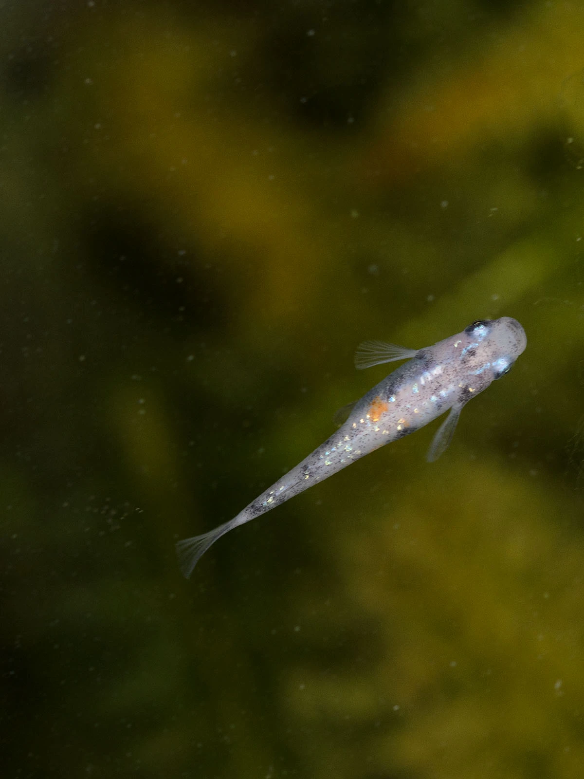 Foto di Tricolor Lamé (Sanshoku Lame - 三色ラメ)