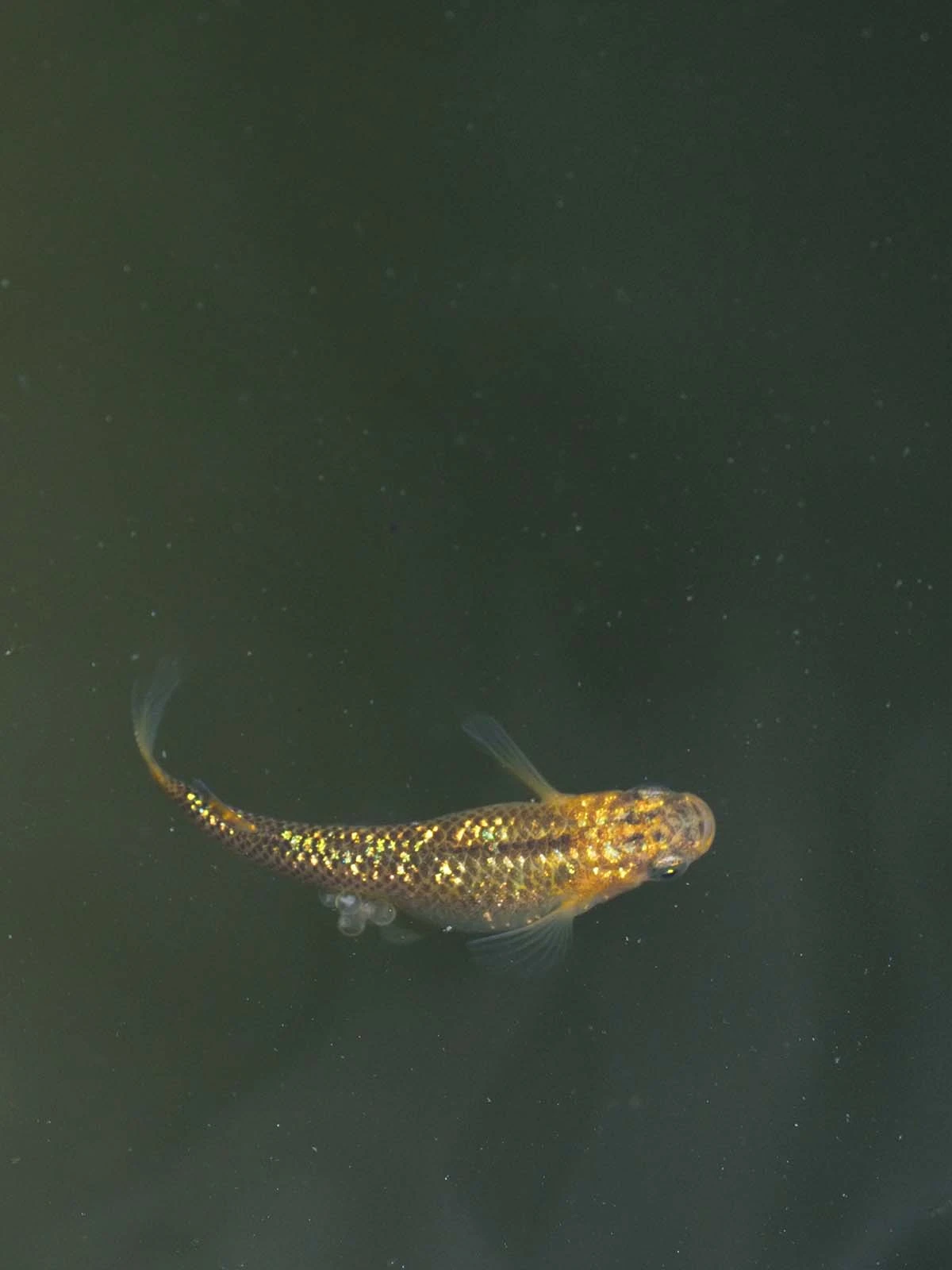 Foto di Reckless (Lecris - レクリス)