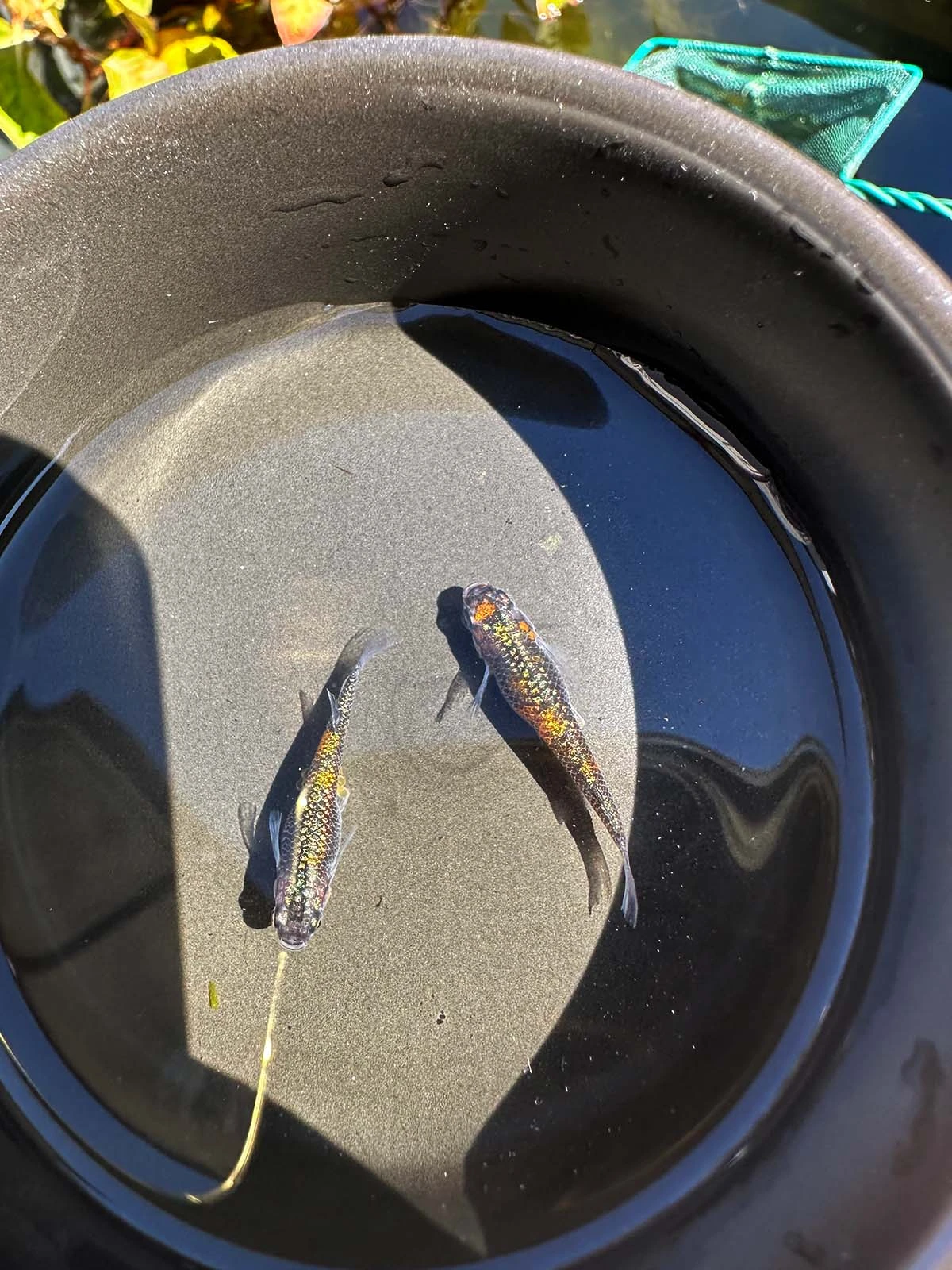 Foto di Ulysses Cobalt (Ulysses - ユリシス)