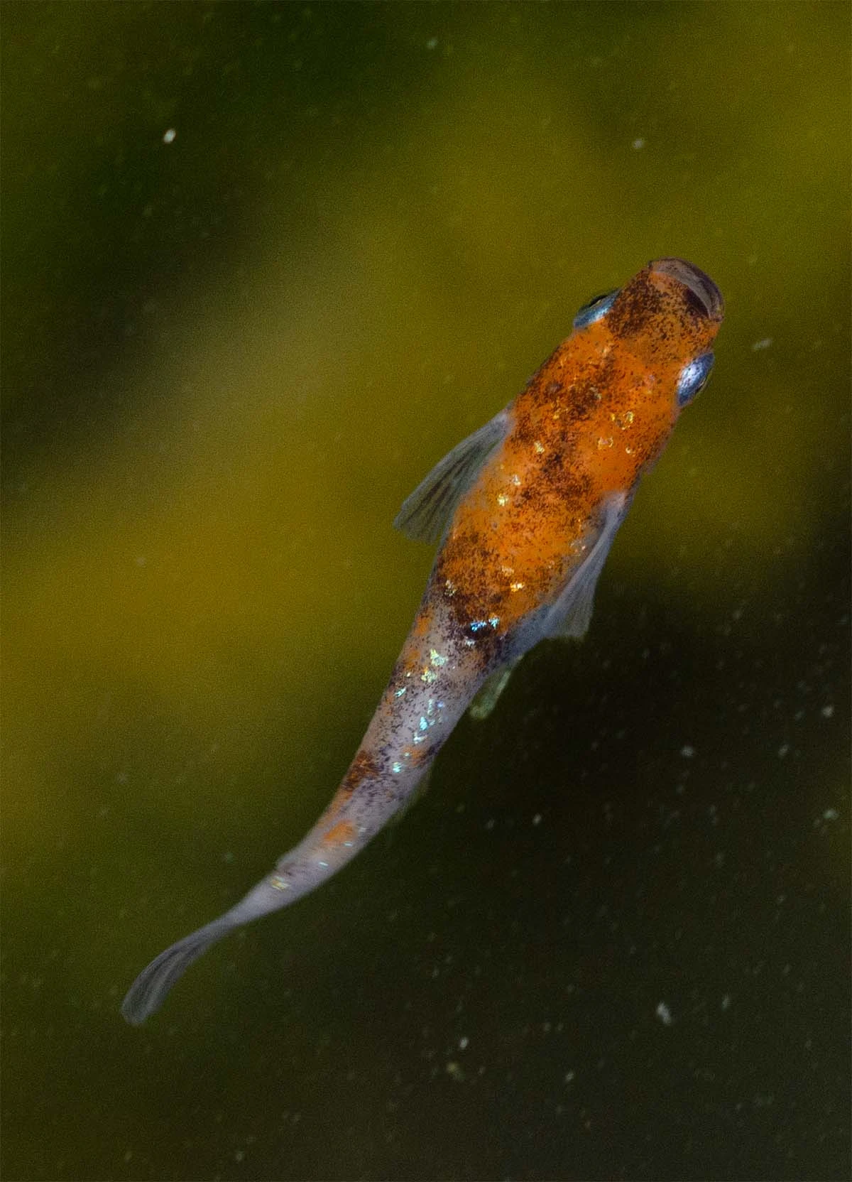 Foto di Tricolor Lamé (Sanshoku Lame - 三色ラメ)