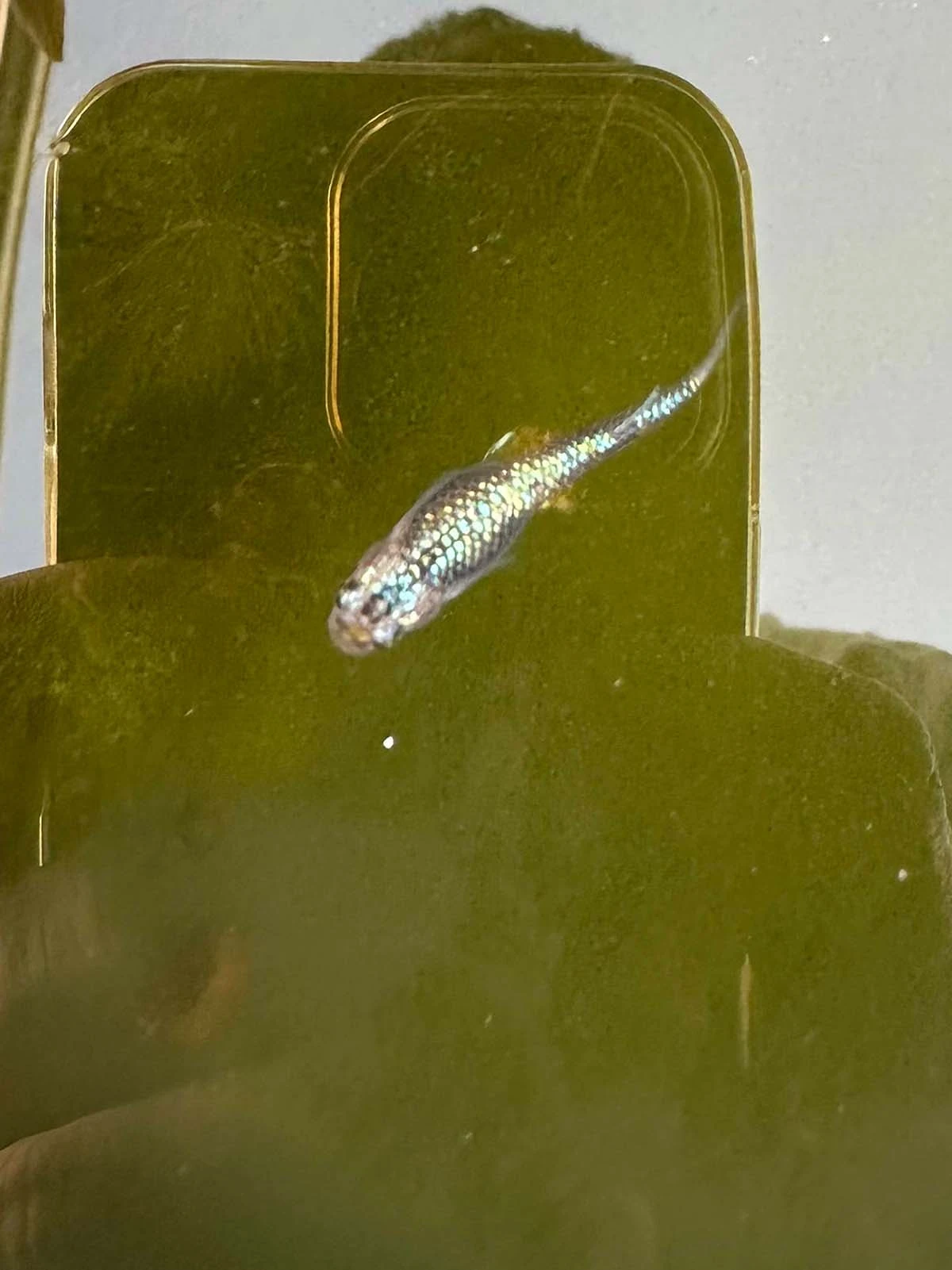 Foto di Ulysses Cobalt (Ulysses - ユリシス)