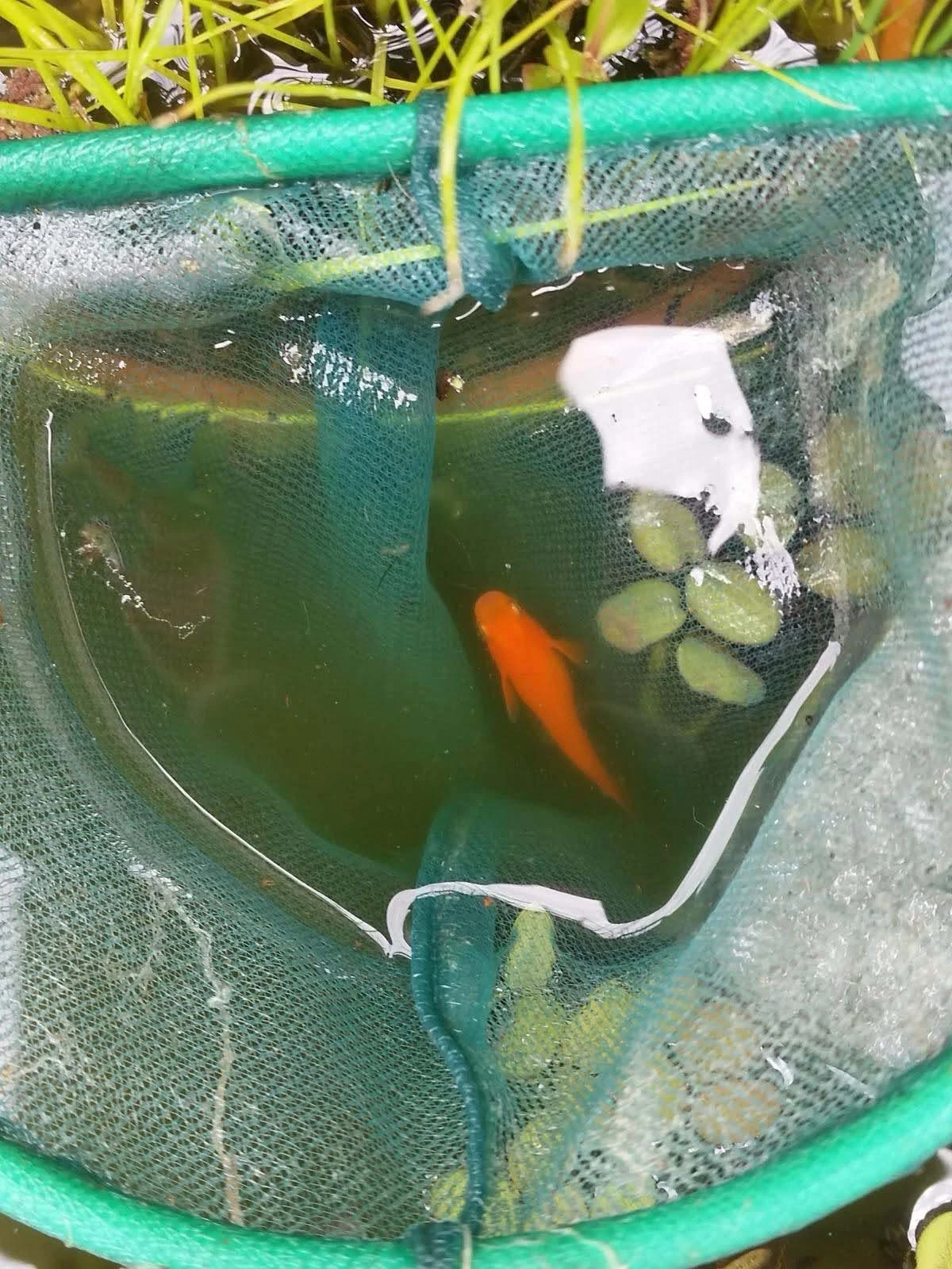 Foto di Red King (Koutei - 紅帝)