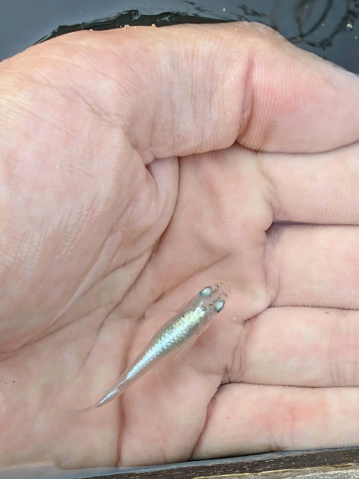 Foto di White Miyuki