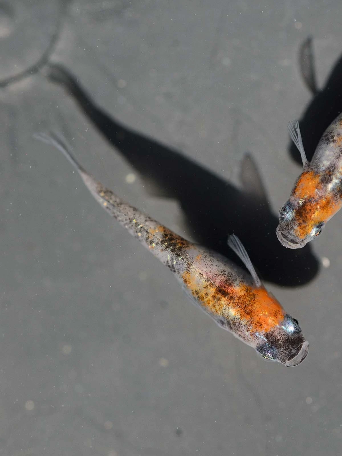 Foto di Tricolor Lamé (Sanshoku Lame - 三色ラメ)