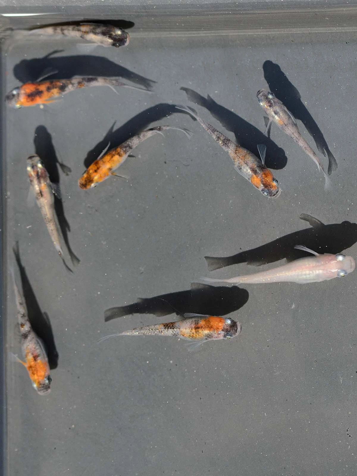 Foto di Tricolor Lamé (Sanshoku Lame - 三色ラメ)