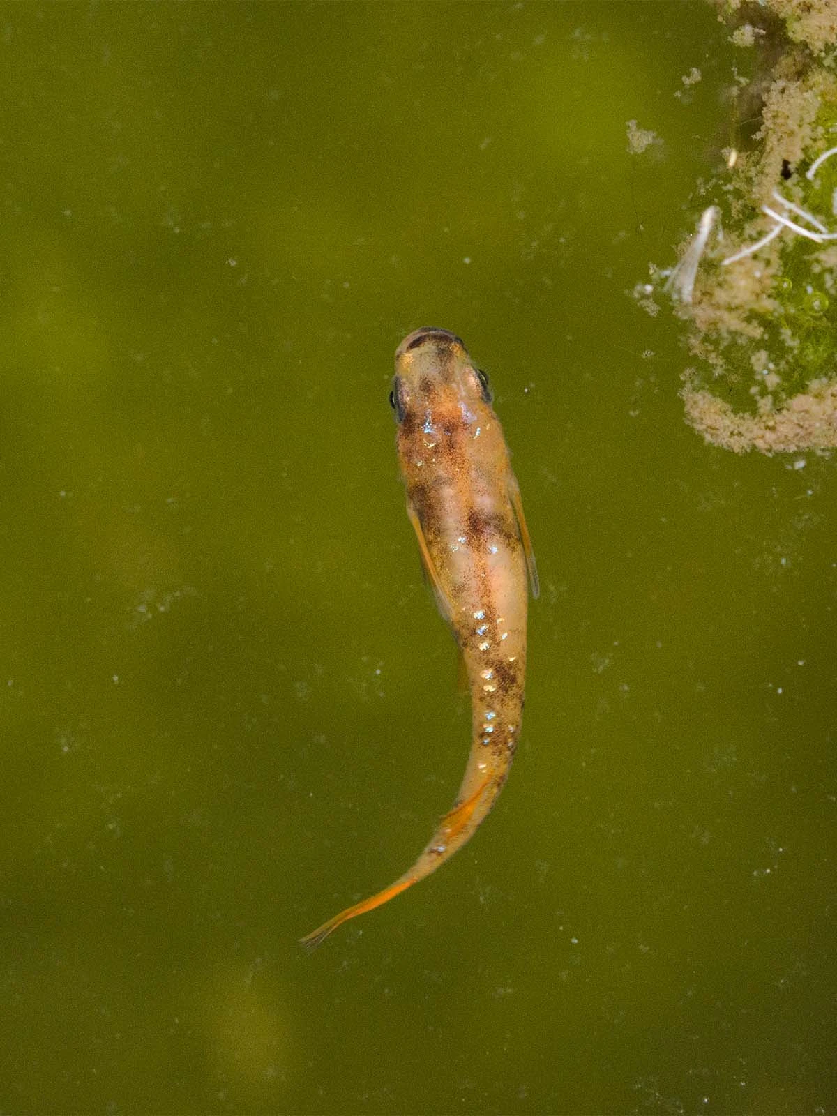 Foto di Tricolor Lamé (Sanshoku Lame - 三色ラメ)