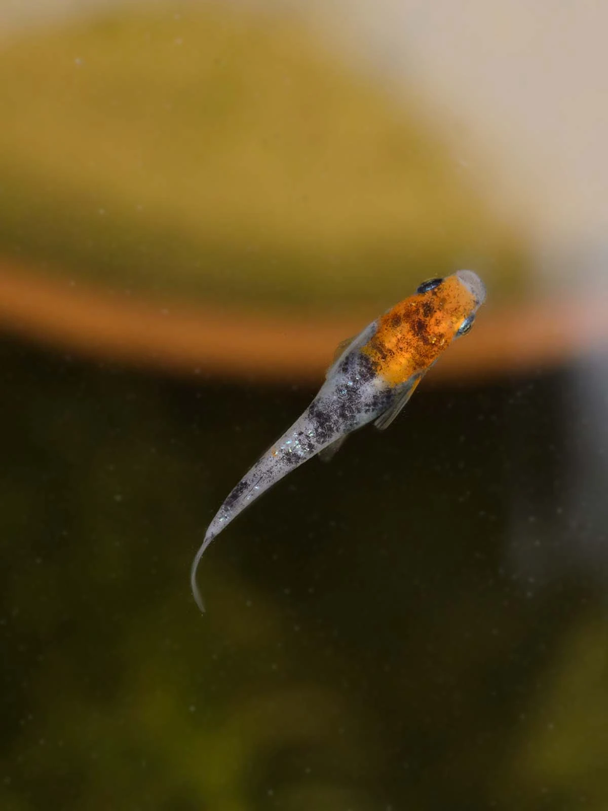 Foto di Tricolor Lamé (Sanshoku Lame - 三色ラメ)