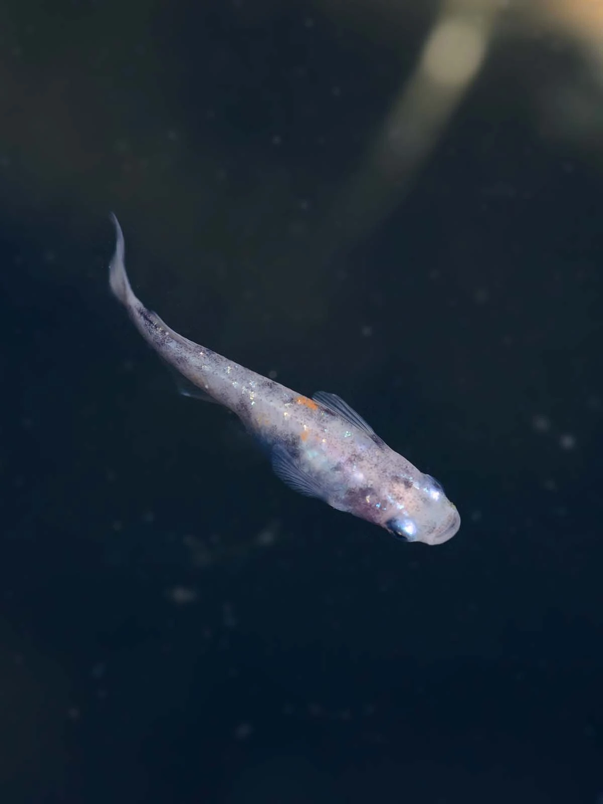 Foto di Tricolor Lamé (Sanshoku Lame - 三色ラメ)