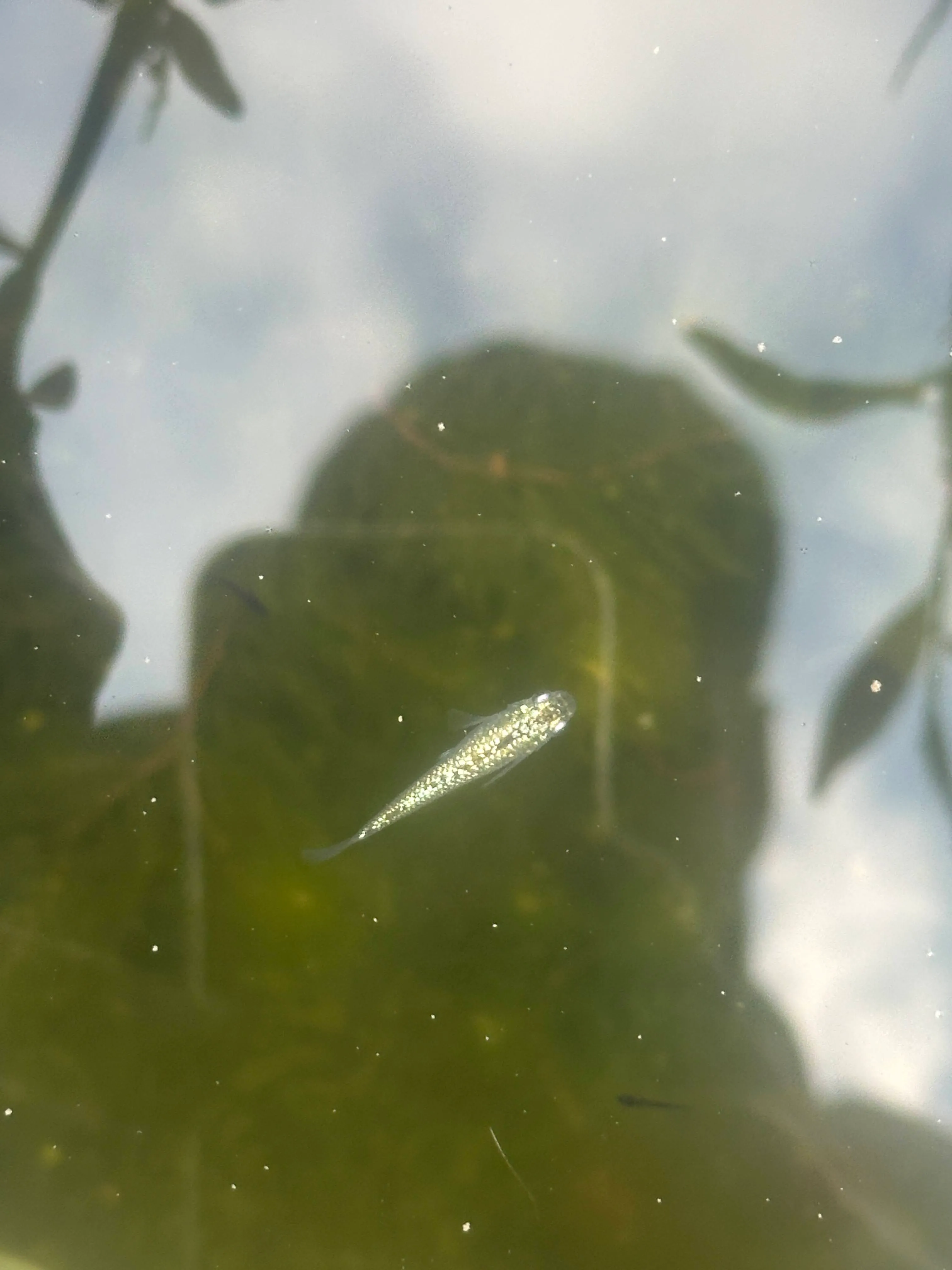 Immagine hero di Daruma Reiwa Black Aurora (Reiwa Kuro Aurora Daruma)