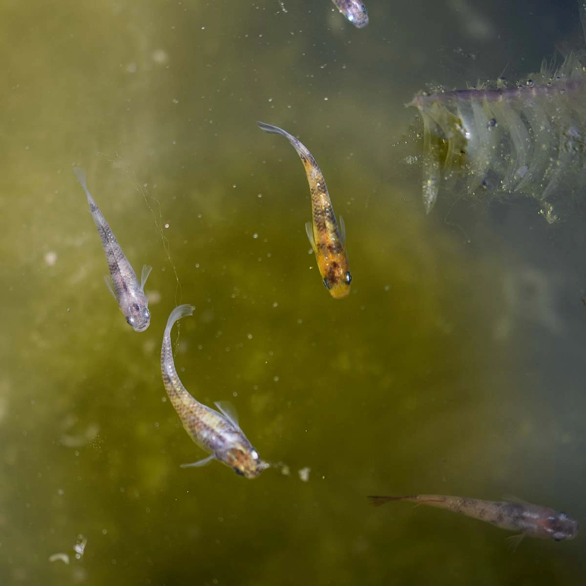 Foto di Akari Tricolor Lamé (Akari Lame Nishiki - 灯ラメ錦)