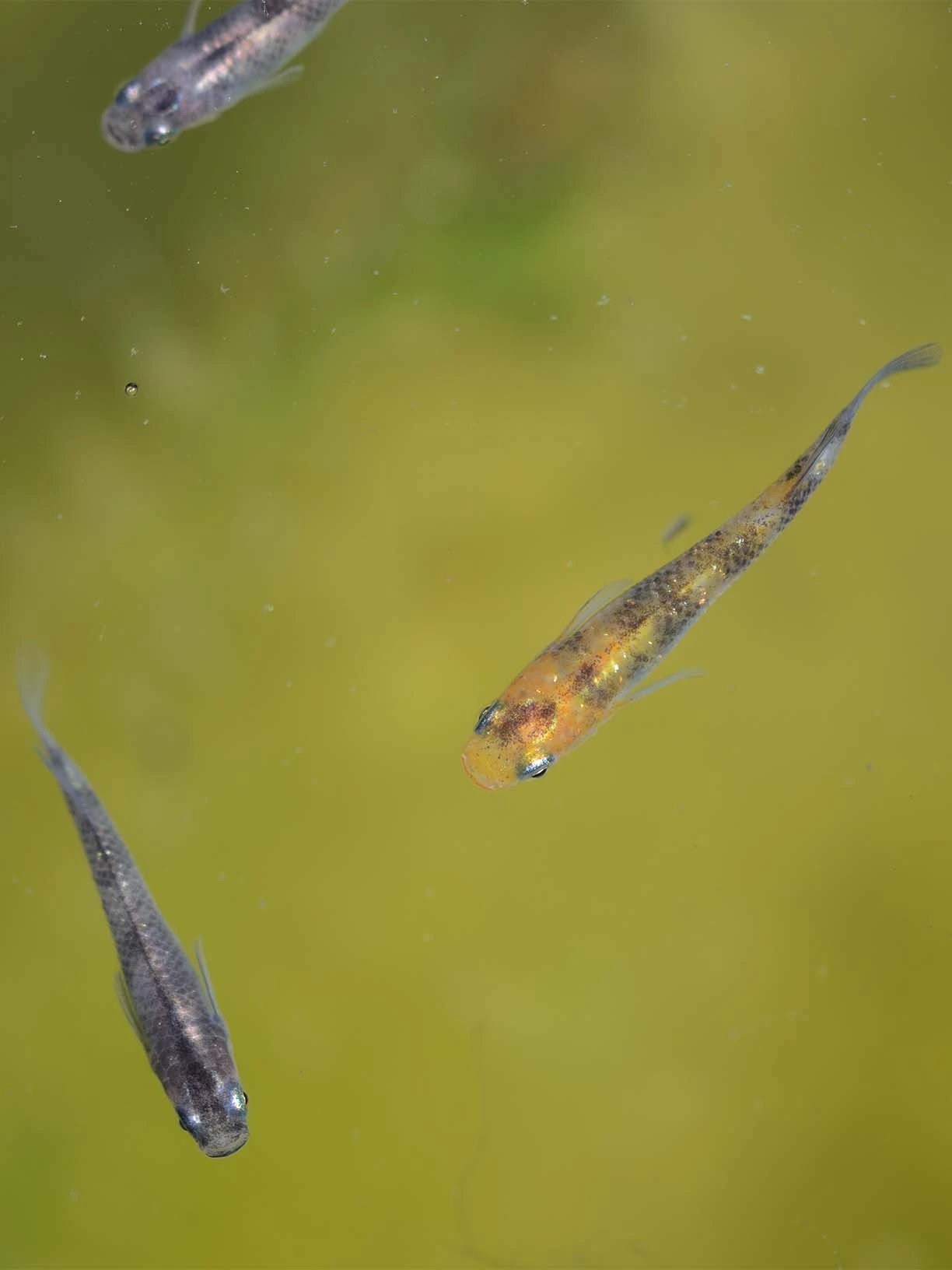 Foto di Akari Tricolor Lamé (Akari Lame Nishiki - 灯ラメ錦)