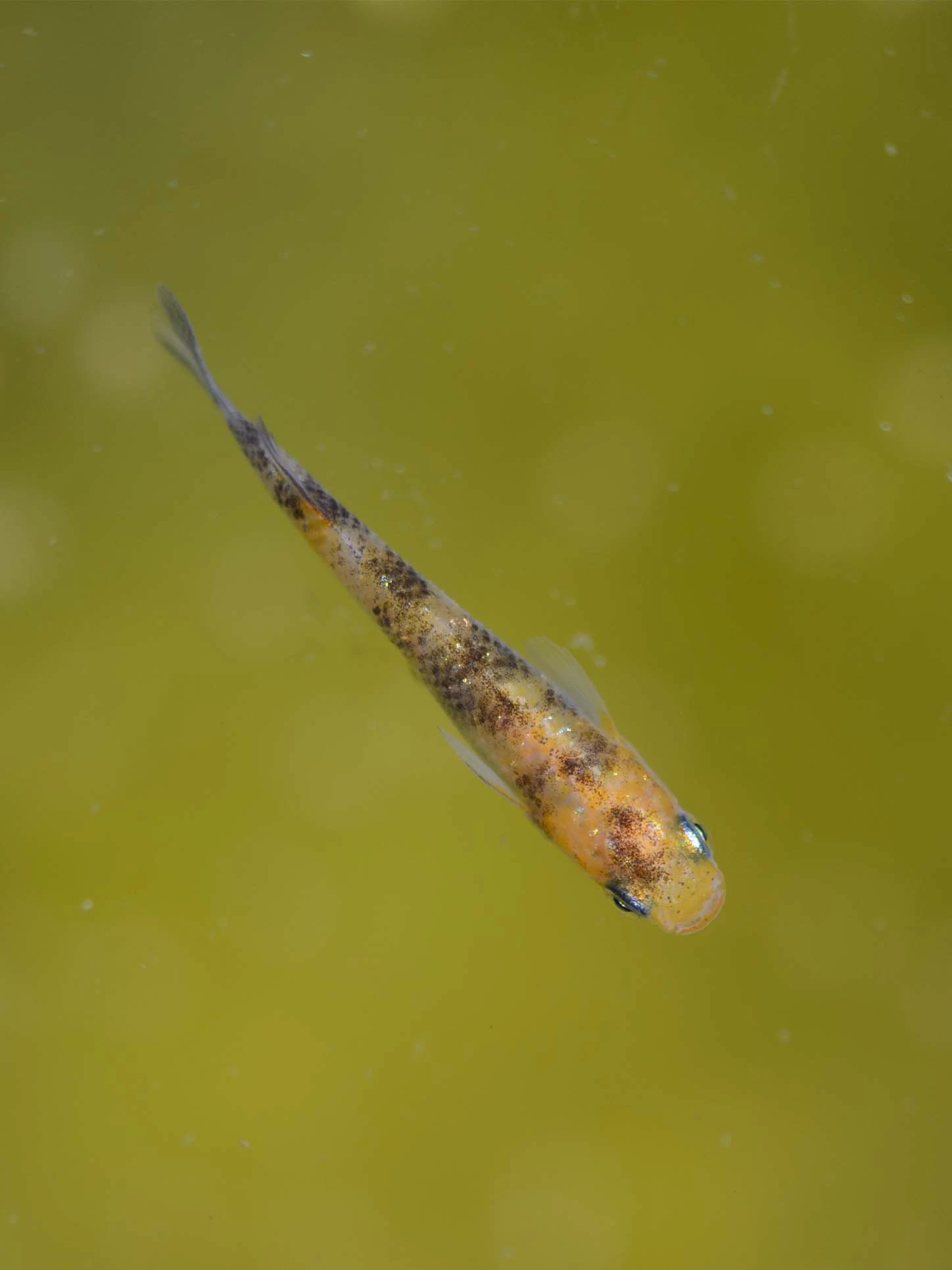 Foto di Akari Tricolor Lamé (Akari Lame Nishiki - 灯ラメ錦)