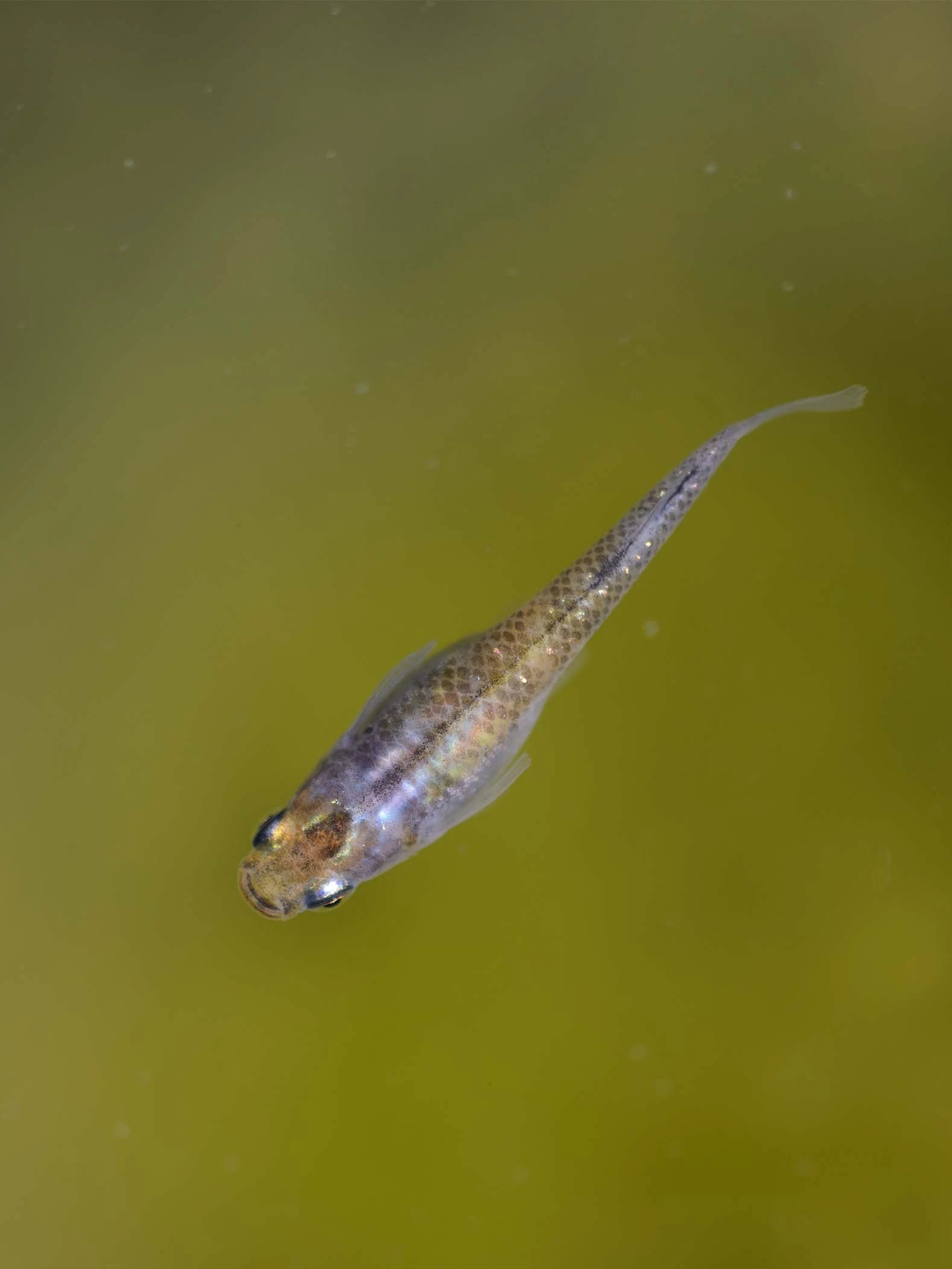 Foto di Akari Tricolor Lamé (Akari Lame Nishiki - 灯ラメ錦)