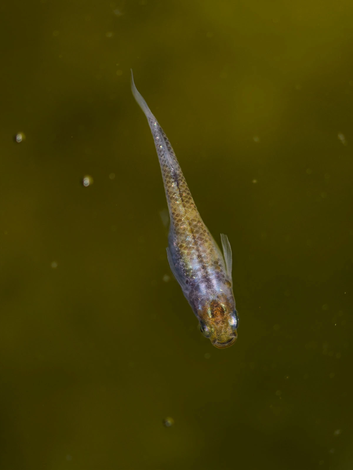 Foto di Akari Tricolor Lamé (Akari Lame Nishiki - 灯ラメ錦)