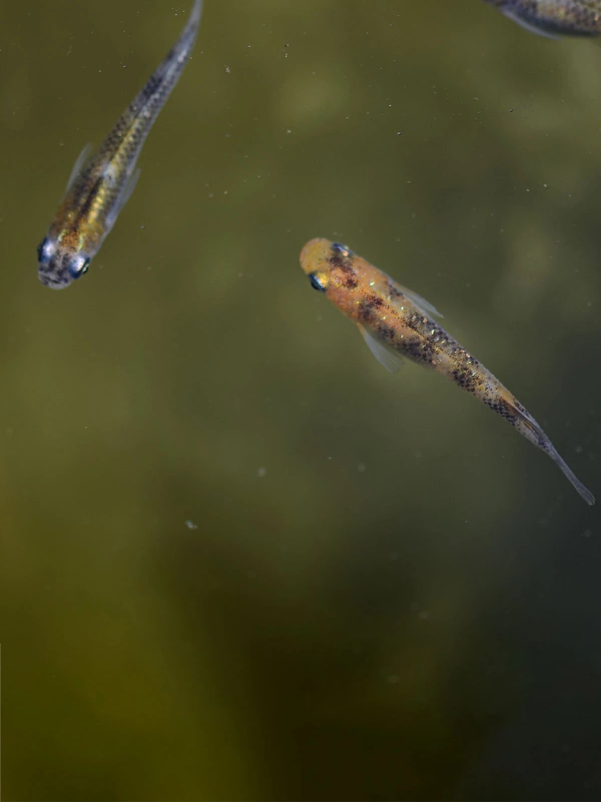 Foto di Akari Tricolor Lamé (Akari Lame Nishiki - 灯ラメ錦)