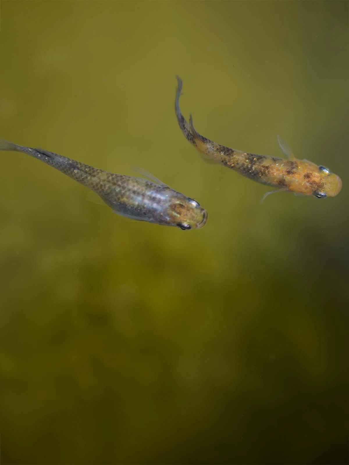 Foto di Akari Tricolor Lamé (Akari Lame Nishiki - 灯ラメ錦)