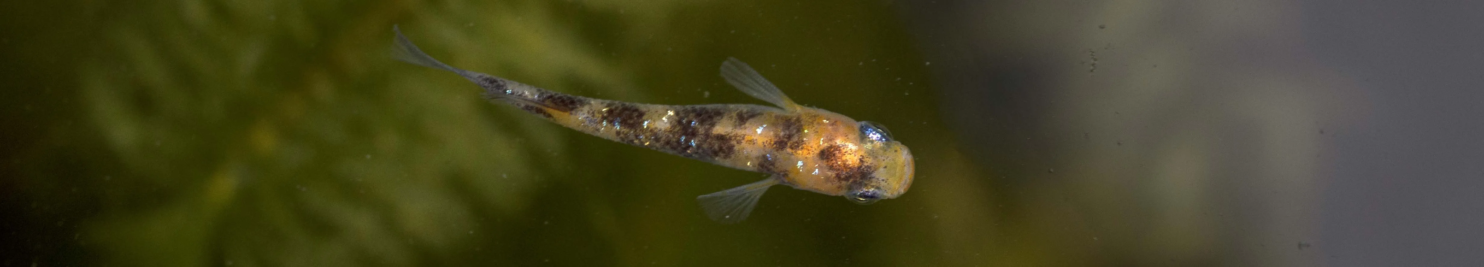 Immagine hero di Akari Tricolor Lamé (Akari Lame Nishiki - 灯ラメ錦)