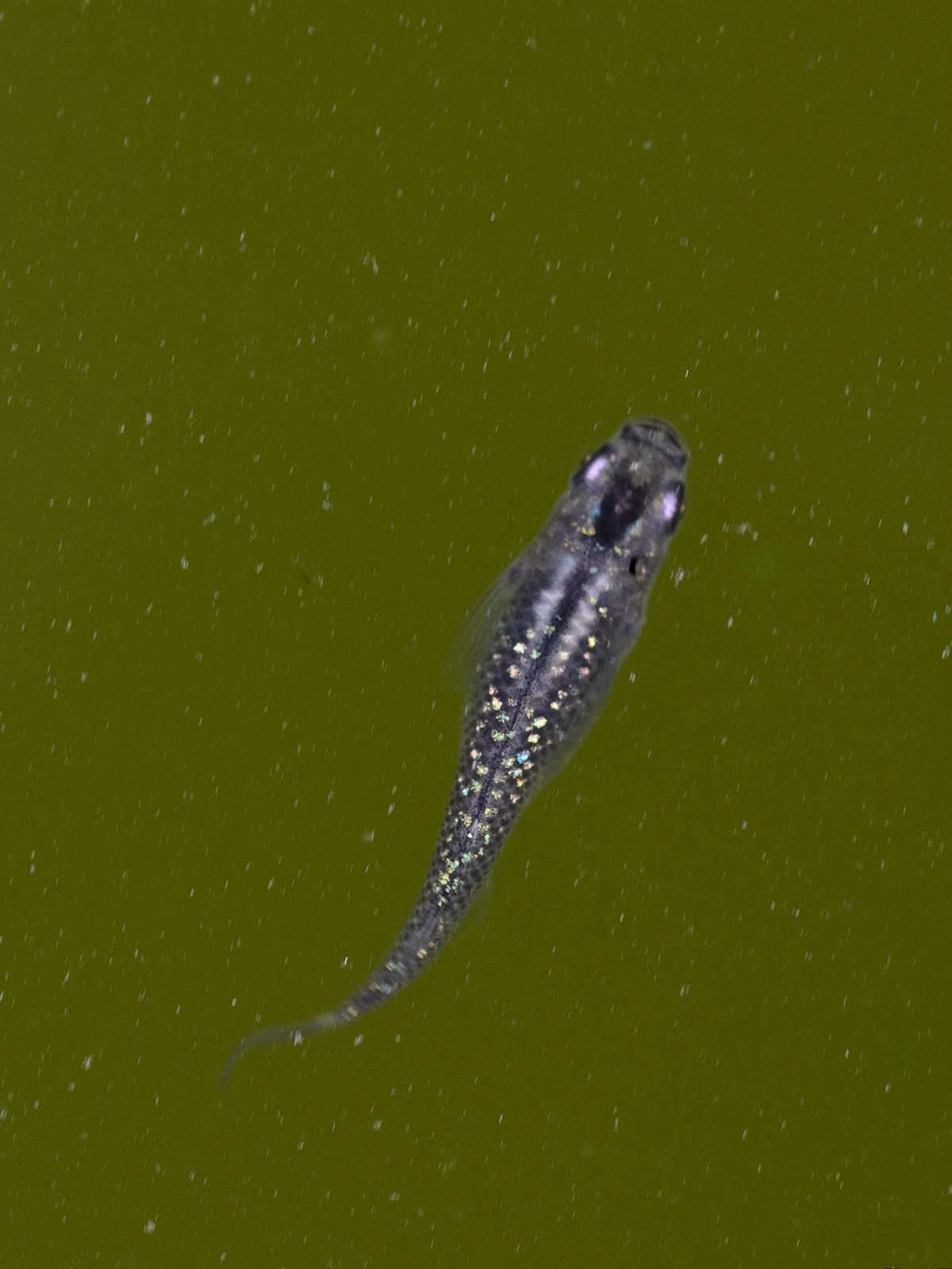 Foto di Black Lamé (Kuro Rame - 黒ラメ)