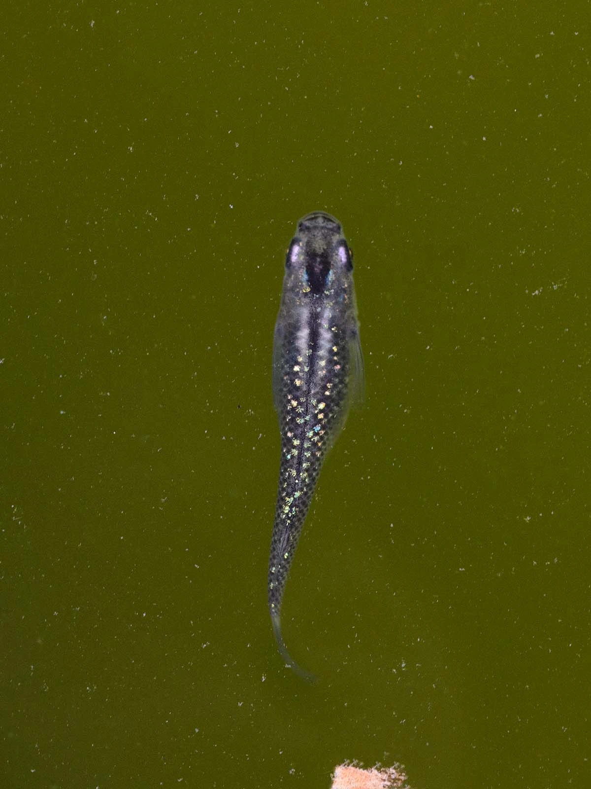 Foto di Black Lamé (Kuro Rame - 黒ラメ)