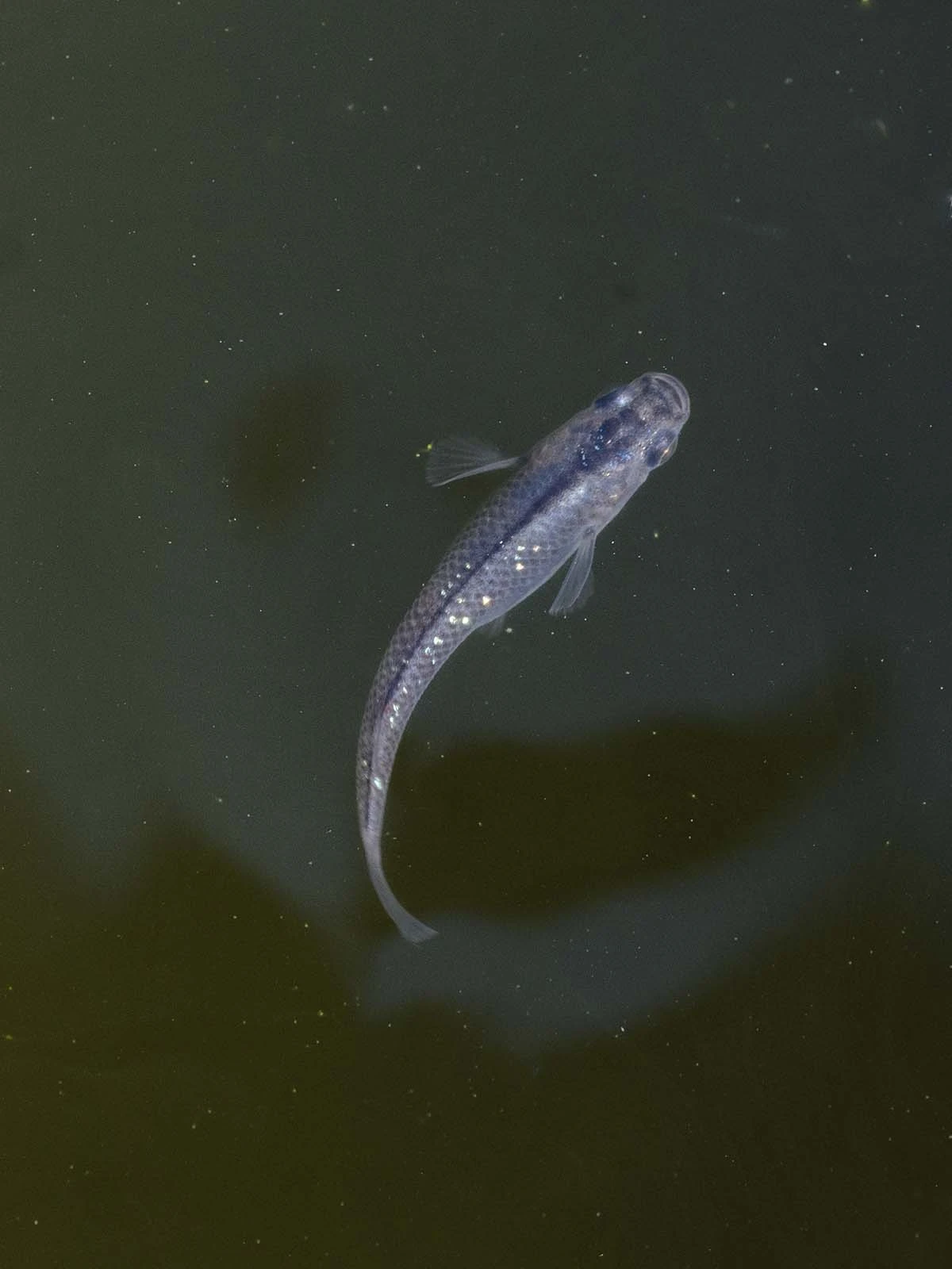 Foto di Black Lamé (Kuro Rame - 黒ラメ)