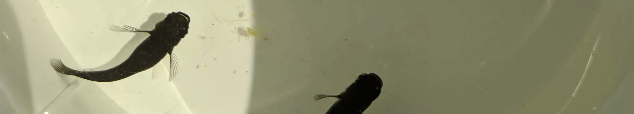 Immagine hero di Orochi (Orocchi - オロチ)