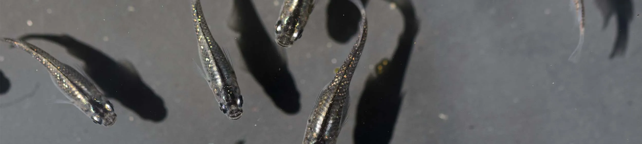 Immagine hero di Black Lamé (Kuro Rame - 黒ラメ)