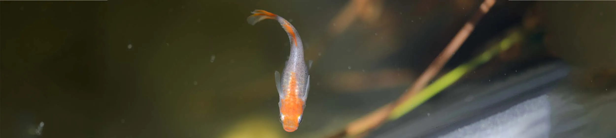 Immagine hero di Platinum Botan (Pink Peony - プラチナ牡丹)