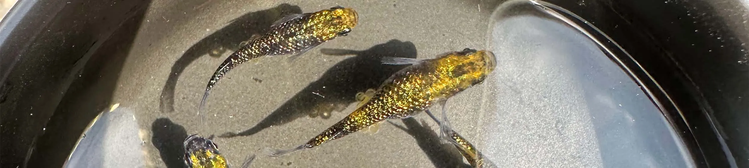 Immagine hero di Yozakura Gold (Night Cherry Blossom Gold - 夜桜ゴールド)