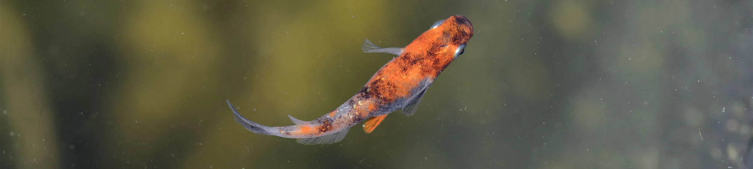 Immagine hero di Tricolor Lamé (Sanshoku Lame - 三色ラメ)