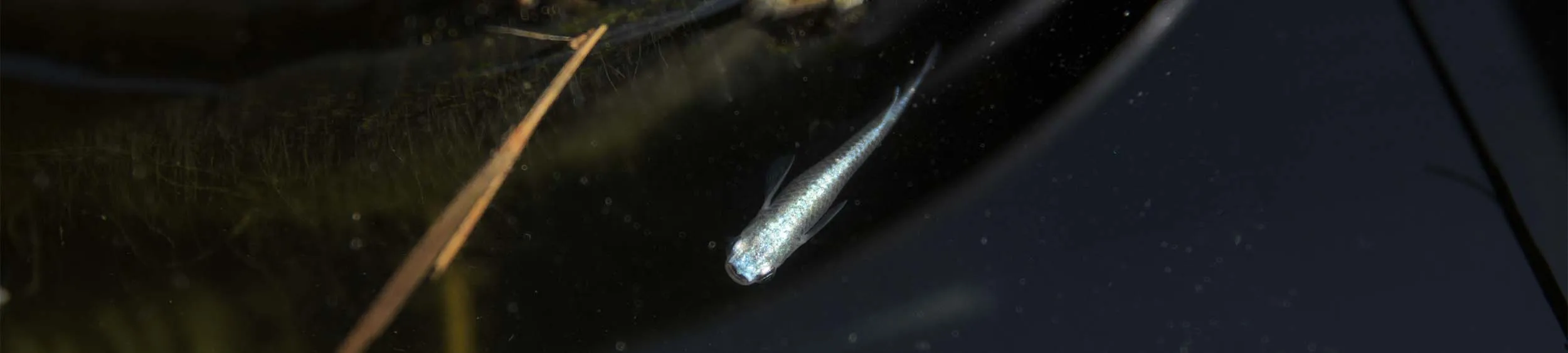 Immagine hero di Blue Miyuki