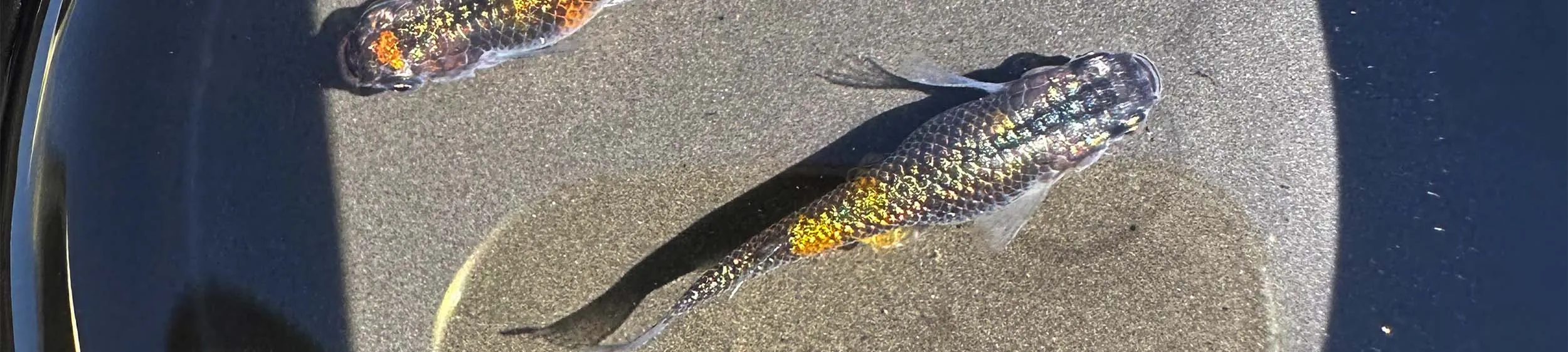 Immagine hero di Ulysses Cobalt (Ulysses - ユリシス)