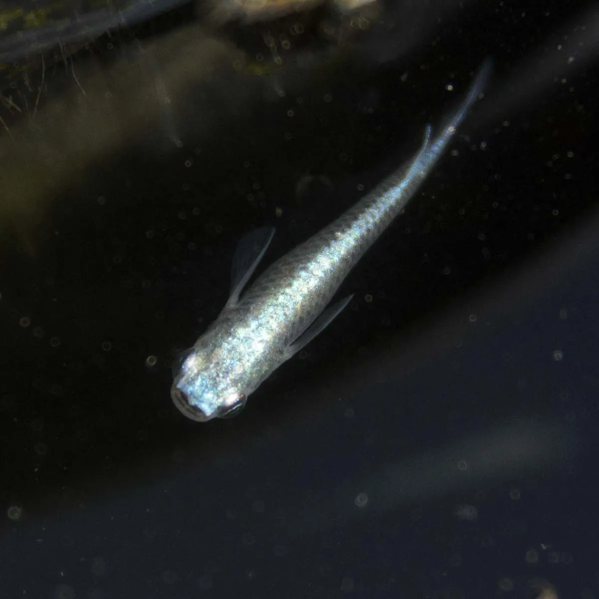 Immagine hero di Blue Miyuki