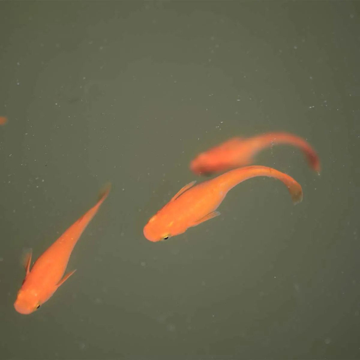 Immagine hero di Red King (Koutei - 紅帝)