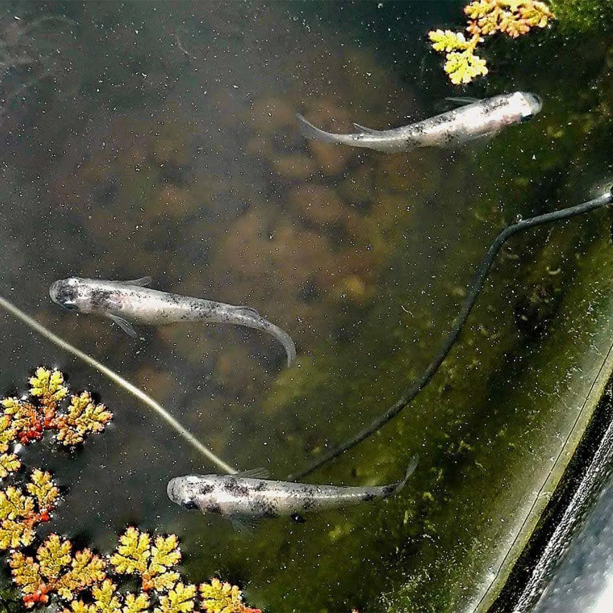 Immagine hero di White Tiger Lamé