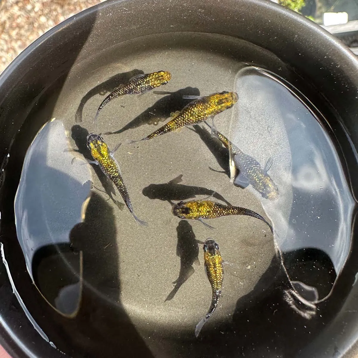 Immagine hero di Yozakura Gold (Night Cherry Blossom Gold - 夜桜ゴールド)