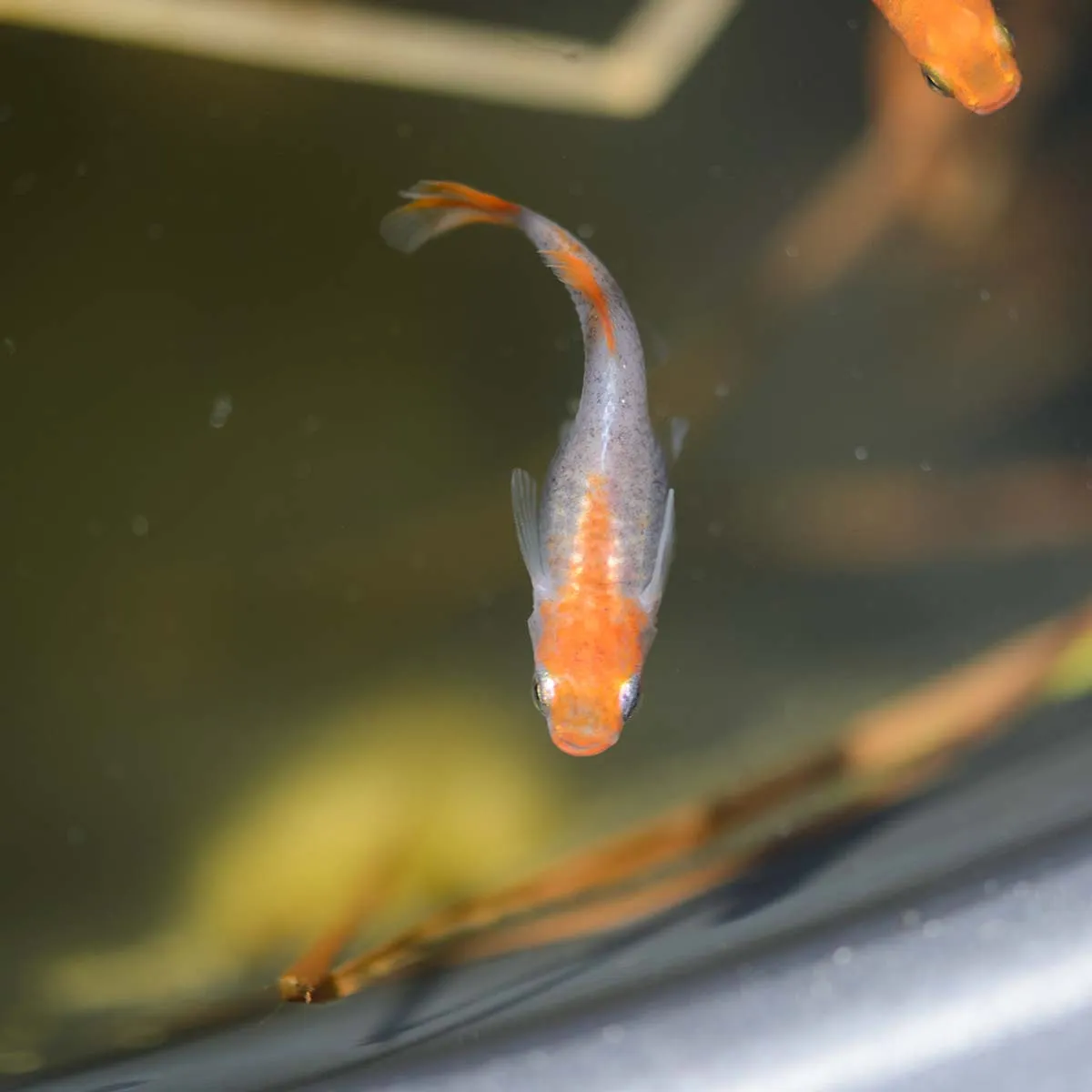 Immagine hero di Platinum Botan (Pink Peony - プラチナ牡丹)