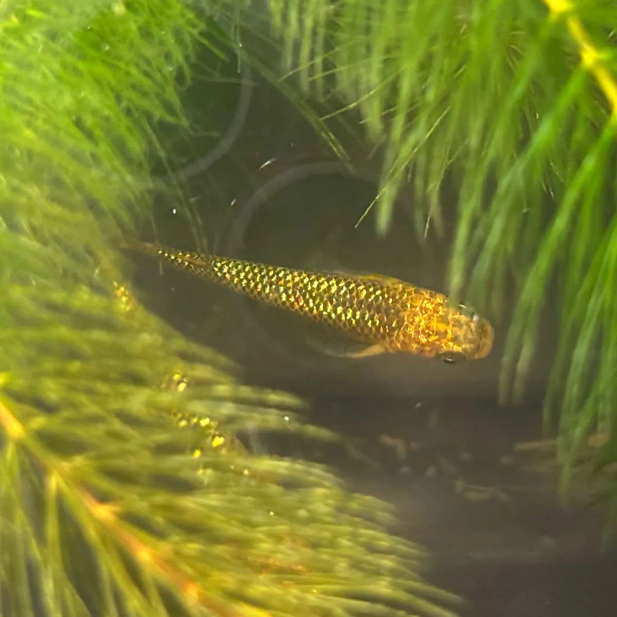 Immagine hero di Reckless (Lecris - レクリス)