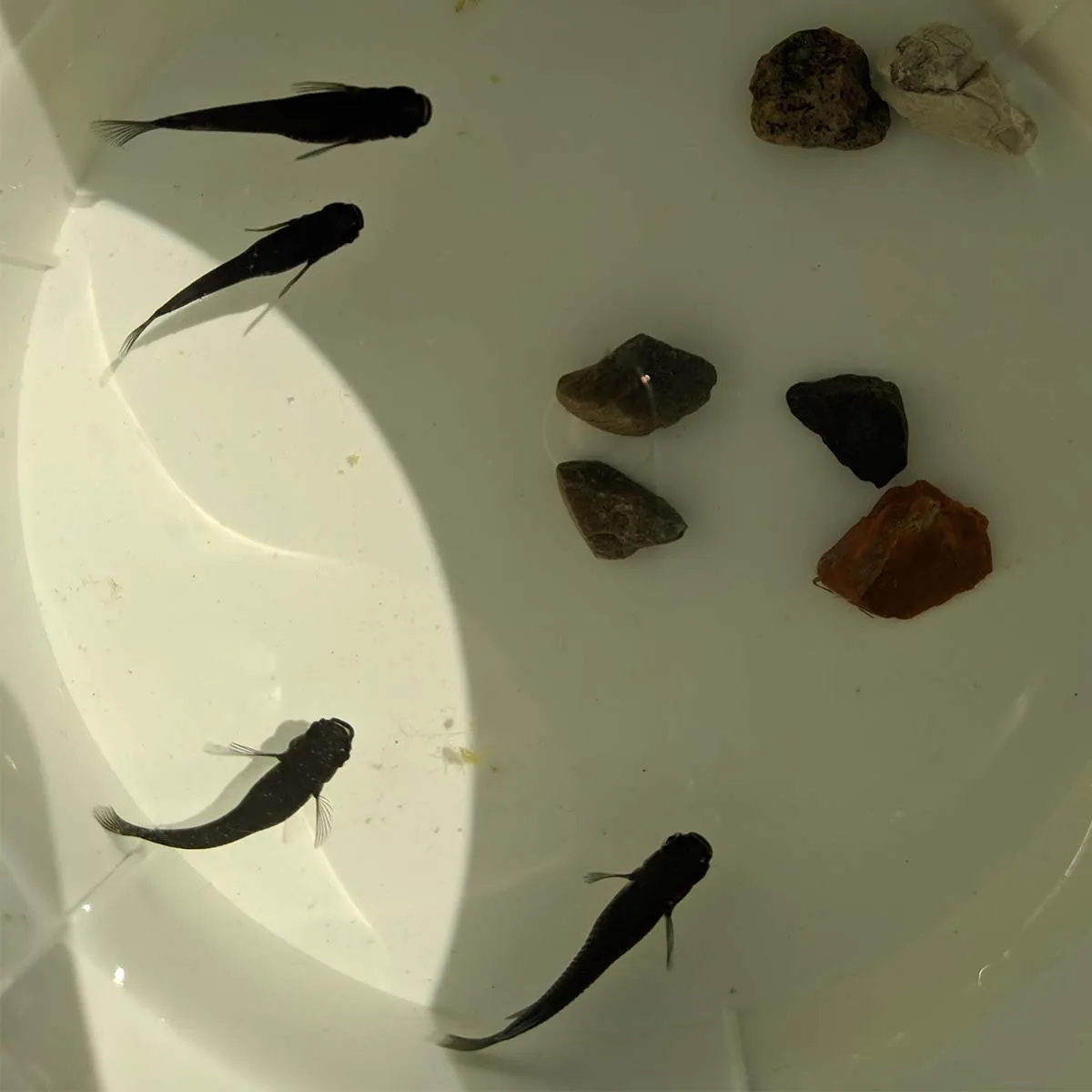 Immagine hero di Orochi (Orocchi - オロチ)