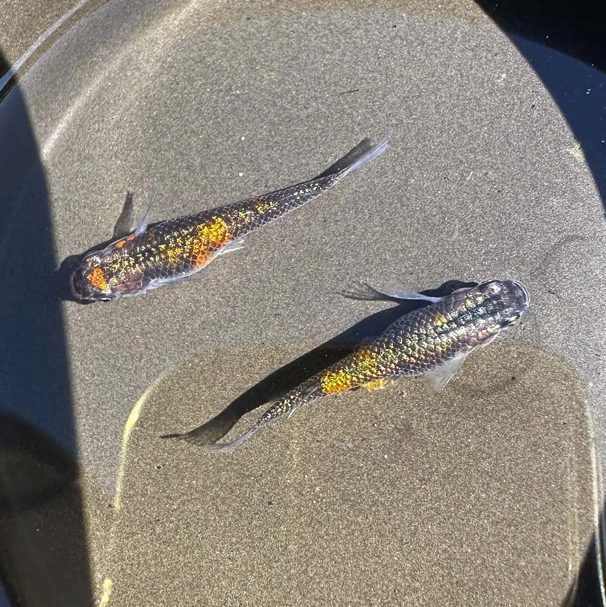 Immagine hero di Ulysses Cobalt (Ulysses - ユリシス)